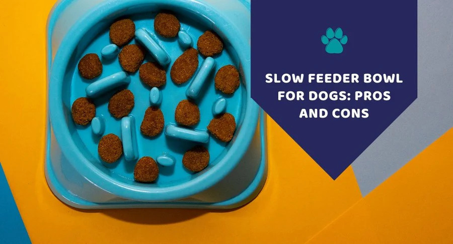 Slow Feeder Bowl for Dogs: Pros and Cons