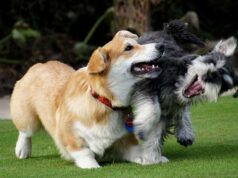 What you Should Know about Pet Immigration Pet