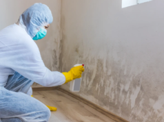 Essential Warning Signs You Need Professional Mold Remediation Services Mold Remediation Services
