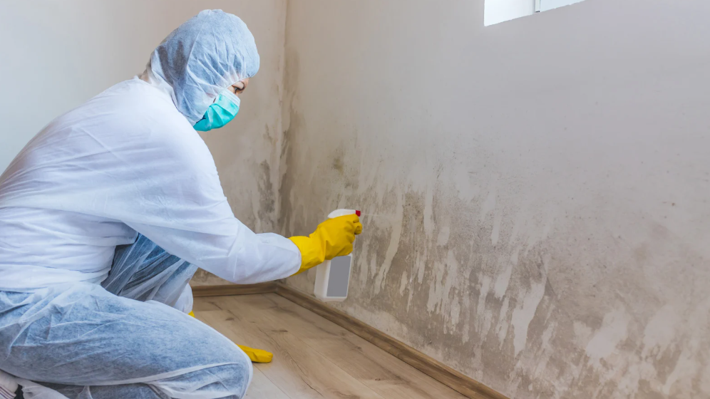 Signs You Need Professional Mold Remediation Services Mold Remediation Services